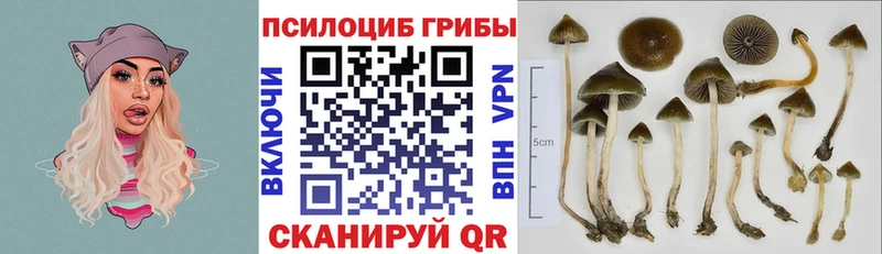 Псилоцибиновые грибы Psilocybine cubensis  ссылка на мегу как зайти  Торжок 